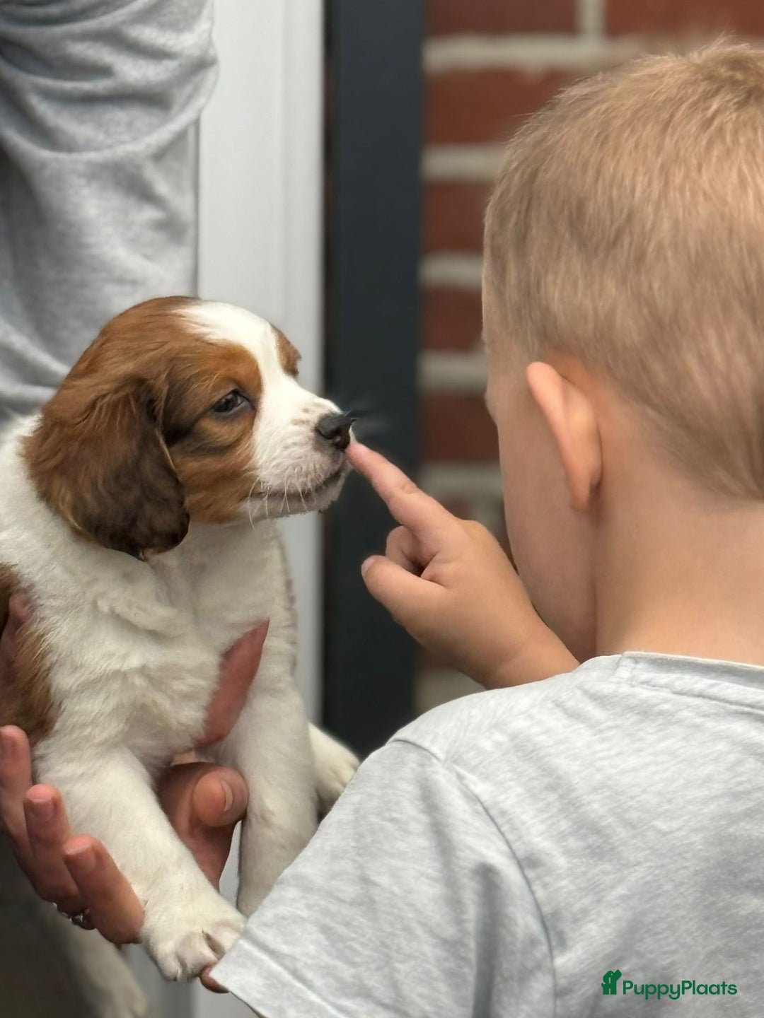 Kooikerhondje honden te koop: Schitterende kooikerhondje pups  - Advertentie 16