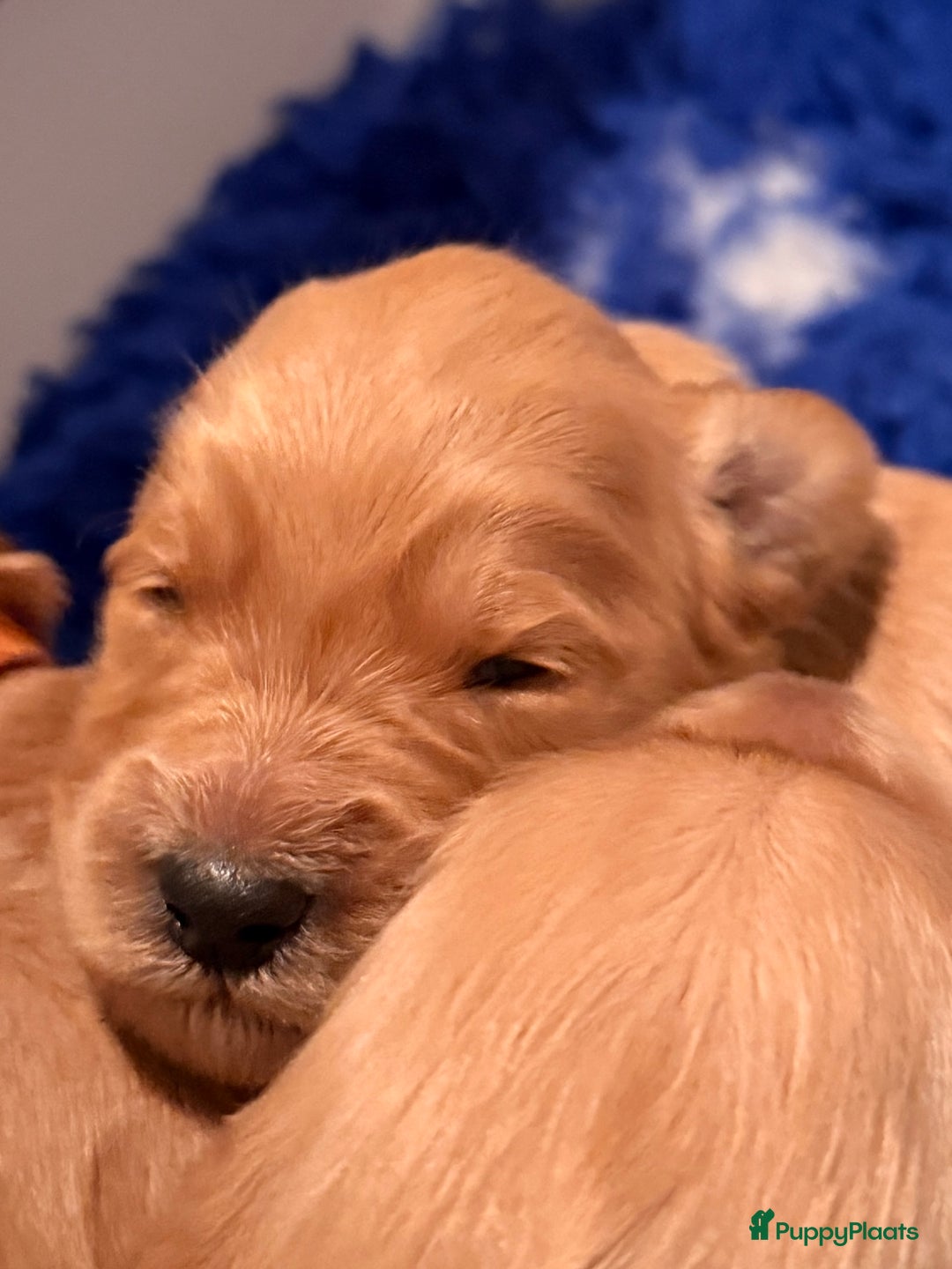 Kruising honden te koop: Goldendoodle/labradoodle  - Advertentie 4