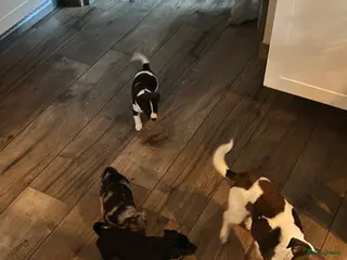 Jack Russel Terriër honden 3 mooie Jack Russell reutjes - Advertentie 1