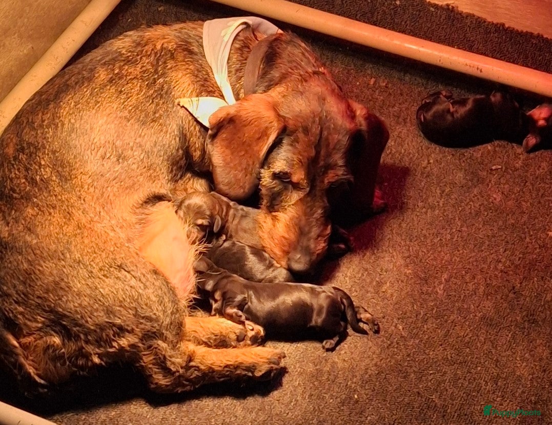 Ruwhaar Teckel honden Ruwhaar teckel pups - Advertentie 1