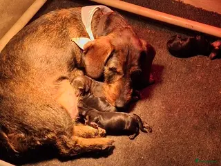 Ruwhaar Teckel honden Ruwhaar teckel pups - Advertentie 1