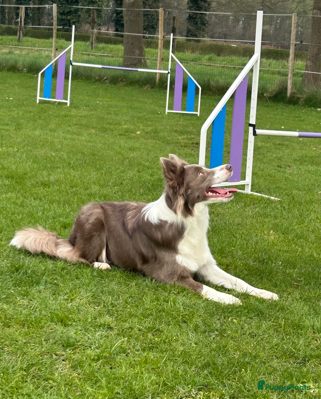Border Collie honden te koop: Bordercollie teefje  - Advertentie 1