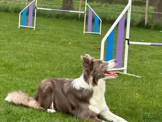 Border Collie honden Bordercollie teefje - Advertentie 14
