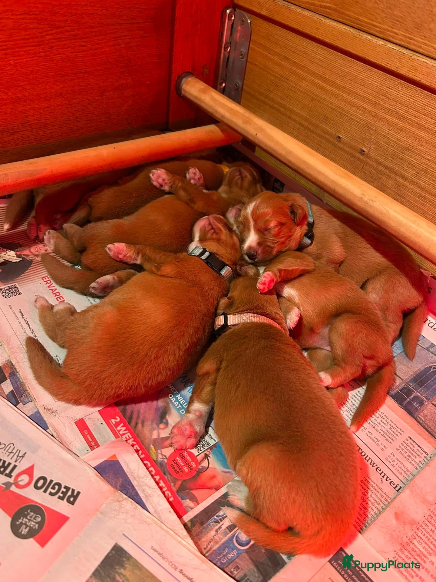 Nova Scotia Duck Tolling Retriever honden Gouden mandjes gezocht voor de liefste tollertjes! - Advertentie 14