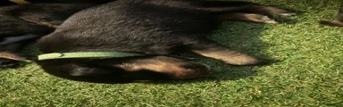 Kruising Puppy 4