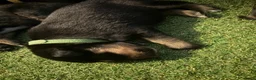 Kruising honden te koop: Bordercollie - Advertentie 7