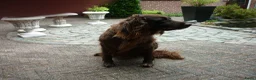 Duitse Staande Hond Langhaar honden te koop: Te koop - Advertentie 6