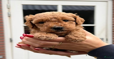 Labradoodle honden - Advertentie 4