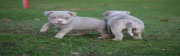 Amerikaanse Bully honden te koop: American bully pocket pups - Advertentie 9