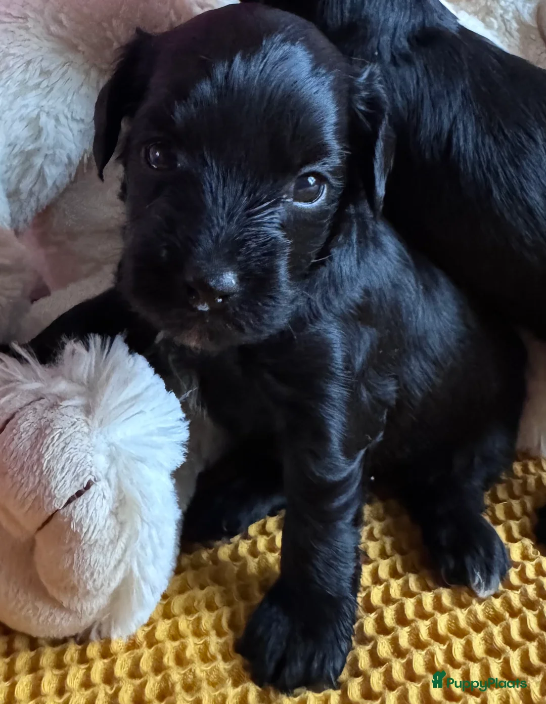 Yorkshire Terriër honden te koop: Yorkshire puppy's kruising te koop - Advertentie 6