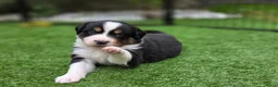 Australian Shepherd honden te koop: Prachtige Australian Shepherd puppy's geboren! - Advertentie 14