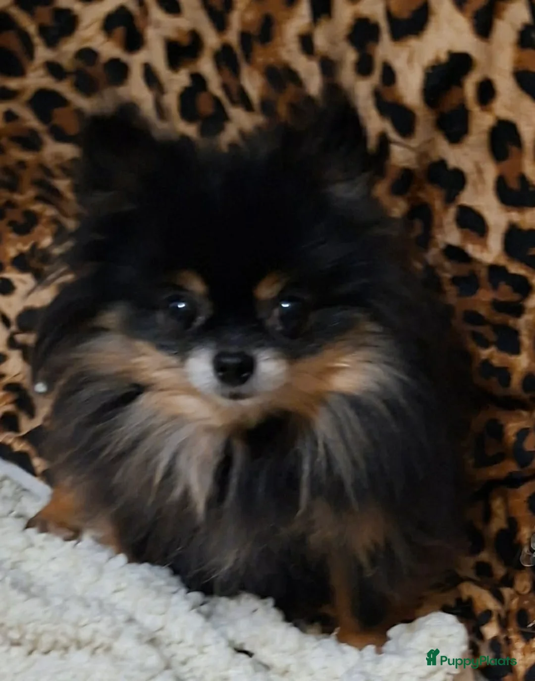 Pomeriaan honden te koop: Pomeranian - Advertentie 4