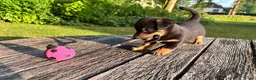 Jack Russel Terriër honden te koop: Prachtige Jack Russel Puppy’s  - Advertentie 2