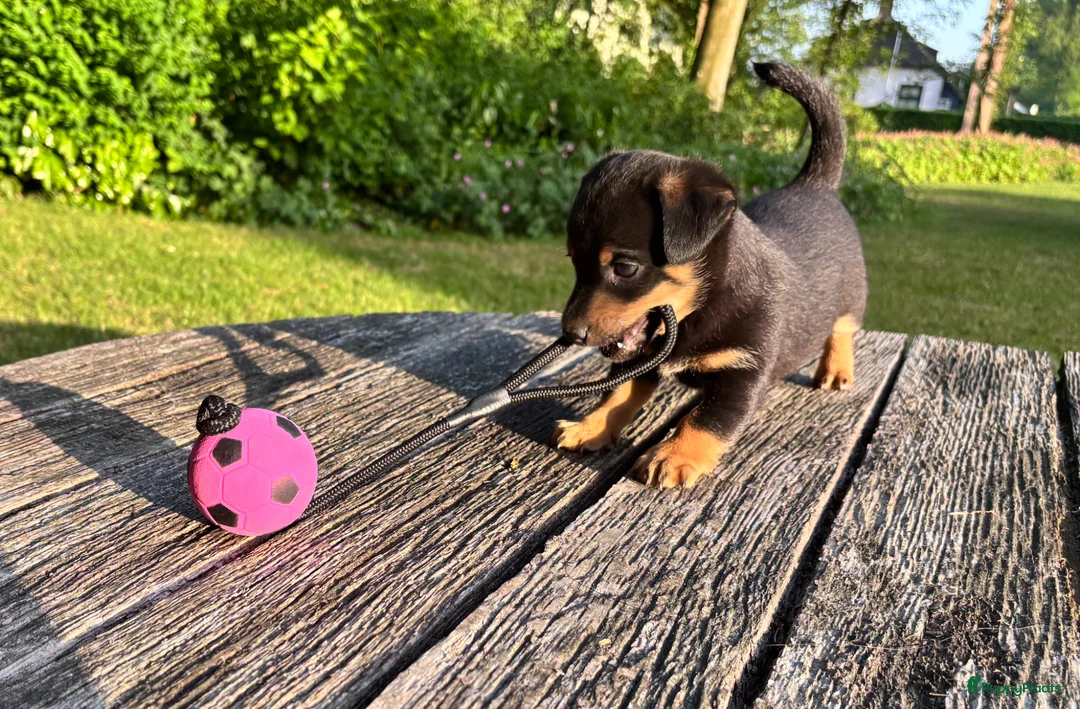 Jack Russel Terriër honden te koop: Prachtige Jack Russel Puppy’s  - Advertentie 2