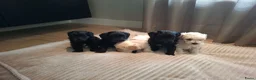 Maltipoo honden te koop: Prachtige kleine Maltipoo/Toy pups met garantie!🐶 - Advertentie 6