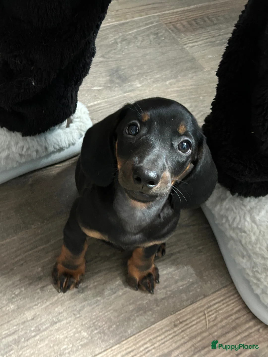 Teckel (korthaar)  honden te koop: Nog drie teckel reutjes  - Advertentie 2