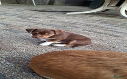 Jack Russel Terriër honden te koop: nog 1 jack russel reutje  in Bentelo - Afbeelding 2