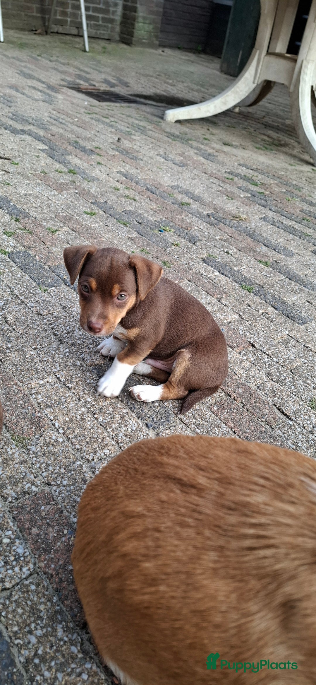 Jack Russel Terriër honden te koop: nog 1 jack russel reutje  in Bentelo - Afbeelding 2