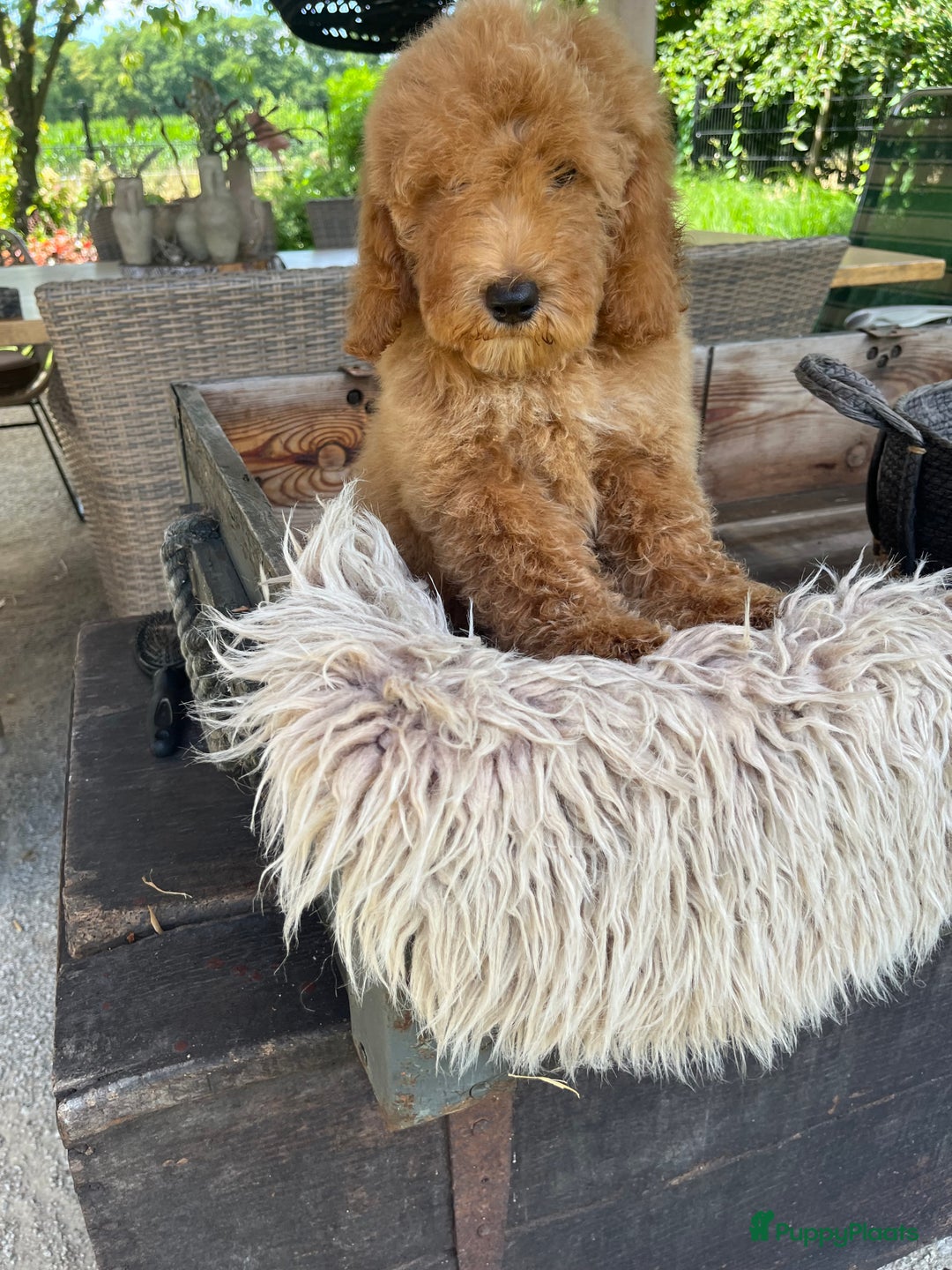 Labradoodle honden te koop: Labradoodle  - Afbeelding 1