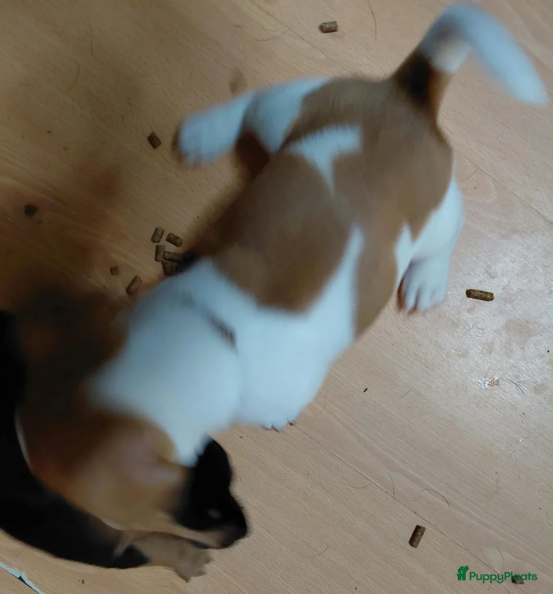 Jack Russel Terriër honden te koop: Jack Russell pups – 2 reutjes & 2 teefjes - Advertentie 11