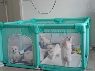 Maltezer honden - Advertentie 15