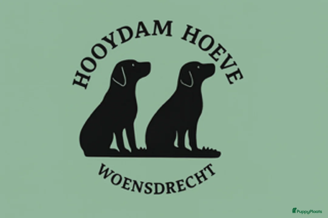 Galerij afbeelding {{count}}