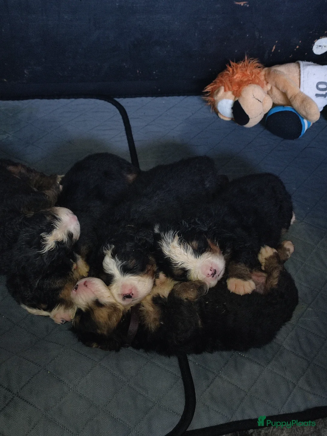 Berner Sennenhond honden te koop: Berner sennen - Advertentie 1