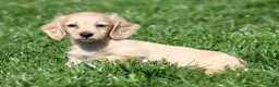 Teckel (langhaar) honden te koop: Teckel pups Cream , Blond - Advertentie 5