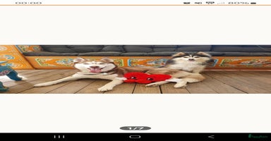 Pomsky honden - Advertentie 6