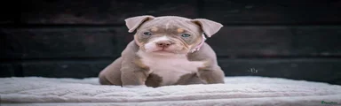 Amerikaanse Bully Puppy 2