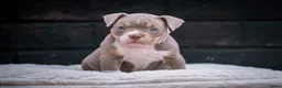 Amerikaanse Bully honden te koop: Amerikaanse pocket bully teefjes  - Advertentie 22