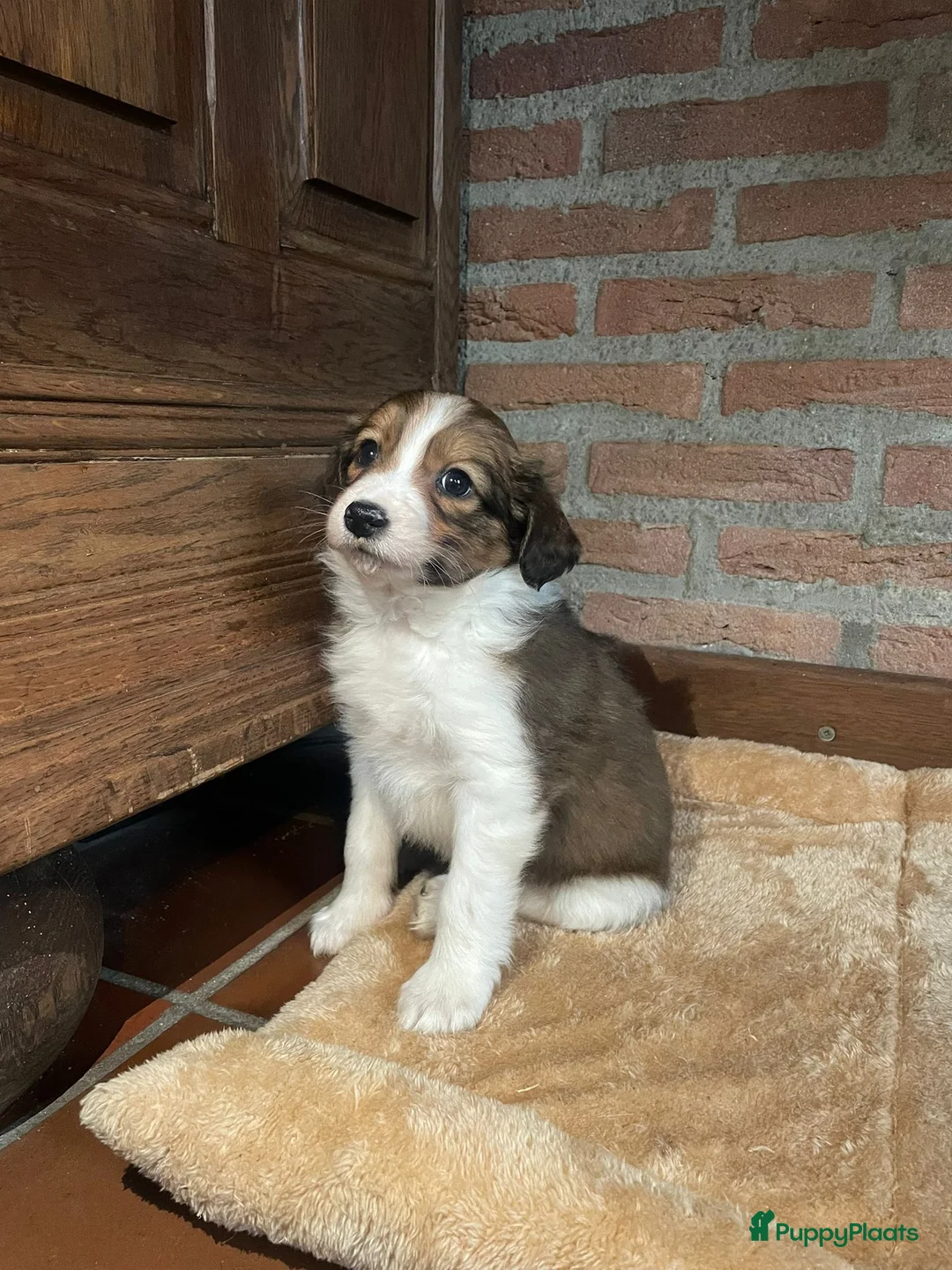 Kooikerhondje honden te koop: Kooikerhondje puppys - Advertentie 3