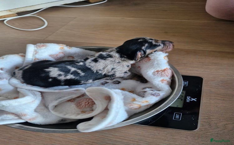 Kruising honden - Advertentie 4