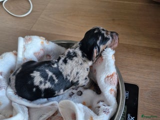 Kruising honden 2 prachtige reutjes ,een Merle en choco ! - Advertentie 5