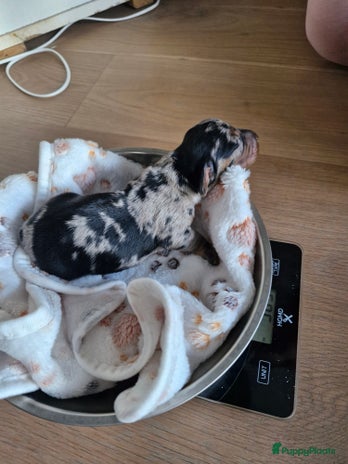 Kruising honden - Advertentie 4