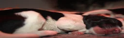 Nederlandse Schapendoes honden te koop: Nederlandse schapendoes - Advertentie 2