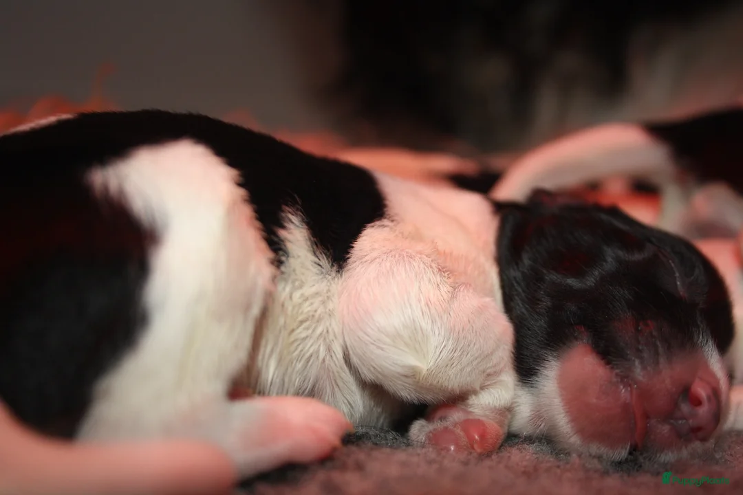 Nederlandse Schapendoes honden te koop: Nederlandse schapendoes - Advertentie 2