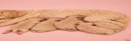 Maltipoo honden te koop: Prachtige maltipoo pups  - Advertentie 11
