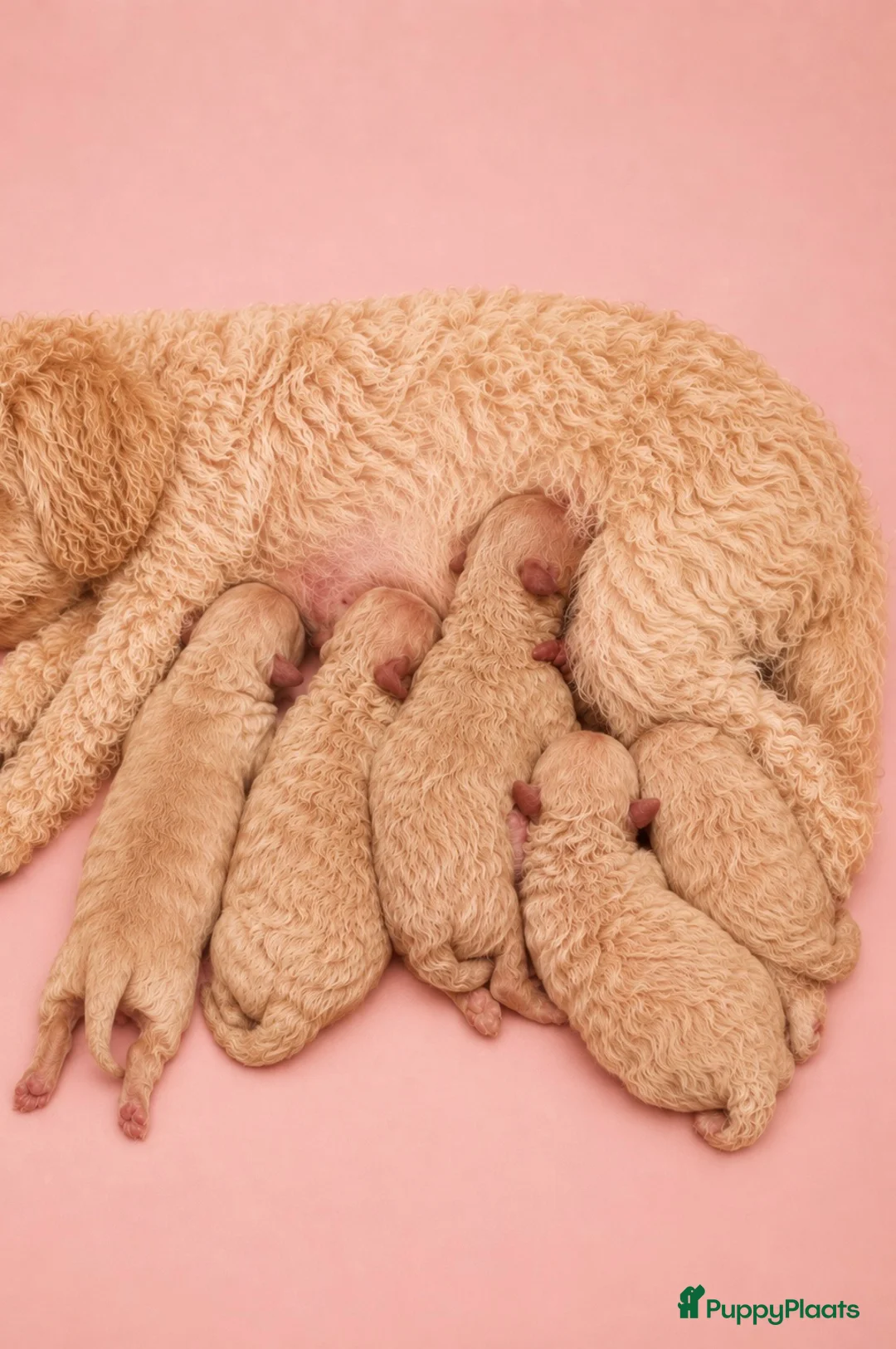 Maltipoo honden te koop: Prachtige maltipoo pups  - Advertentie 11