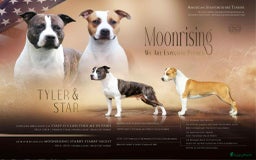 American Staffordshire Terriër honden te koop: American Staffordshire Terrier pup met stamboom  - Afbeelding 5