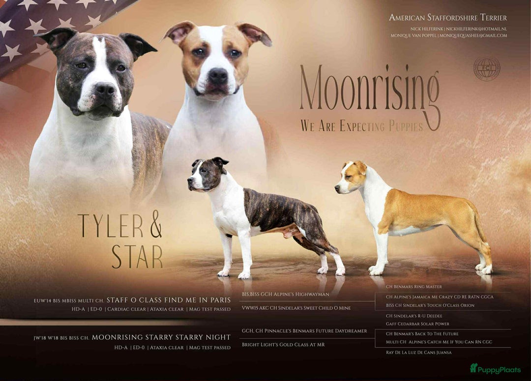 American Staffordshire Terriër honden te koop: American Staffordshire Terrier pup met stamboom  - Afbeelding 5