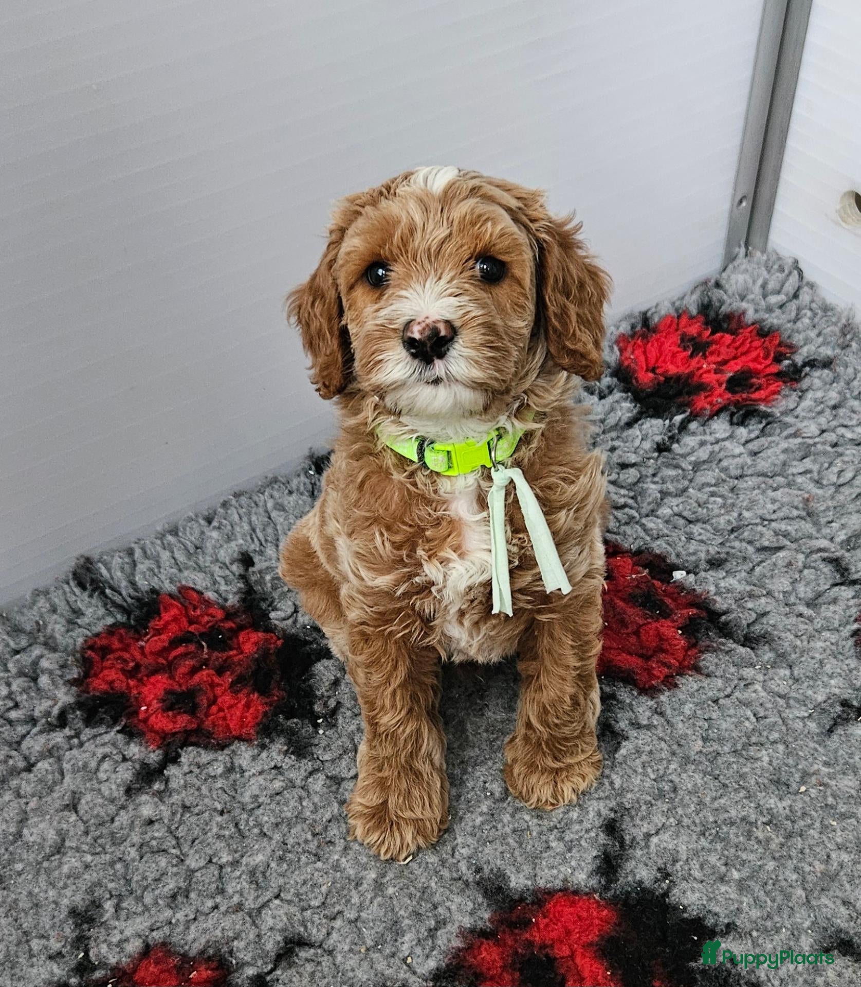 Australian Labradoodle honden te koop: Australian Labradoodle mini pups 2 reutjes nog - Advertentie 2