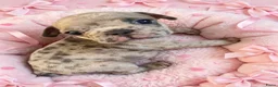 Franse Bulldog honden te koop: Franse bulldog pups - Advertentie 11