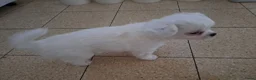 Chihuahua honden te koop: Mooi chihuahua reutje - Advertentie 5