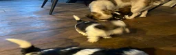 Shih Tzu honden te koop: Mooie lieve shih tzu pups  - Advertentie 12