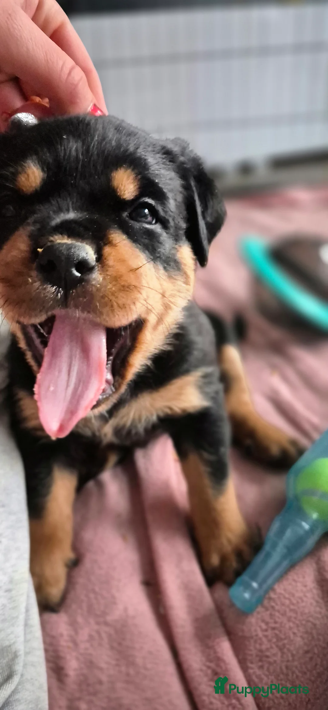 Rottweiler honden te koop: Litter F  - Advertentie 23