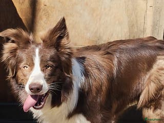 Border Collie honden Border collie pups - Advertentie 2