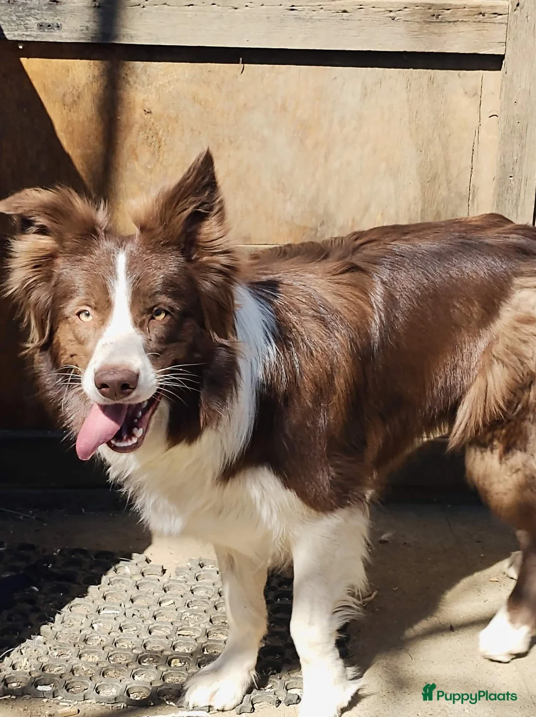 Border Collie honden te koop: Border collie pups - Advertentie 1