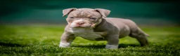 Amerikaanse Bully honden te koop: Amerikaanse pocket bully teefjes  - Advertentie 9