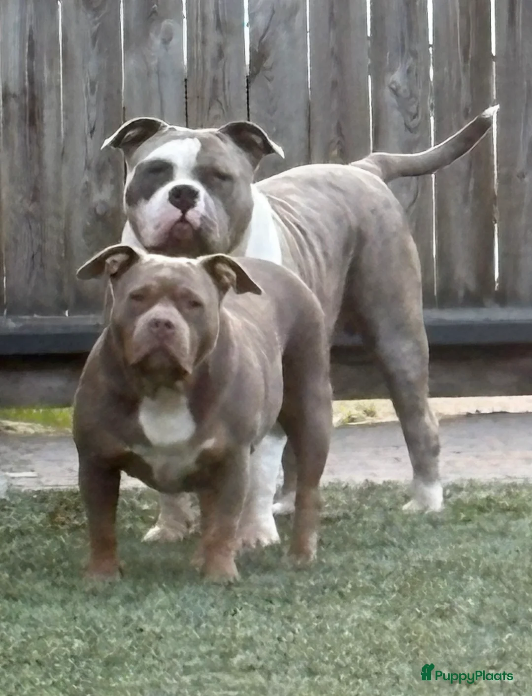 Amerikaanse Bully honden te koop: American Bully XL dekreu  - Advertentie 3